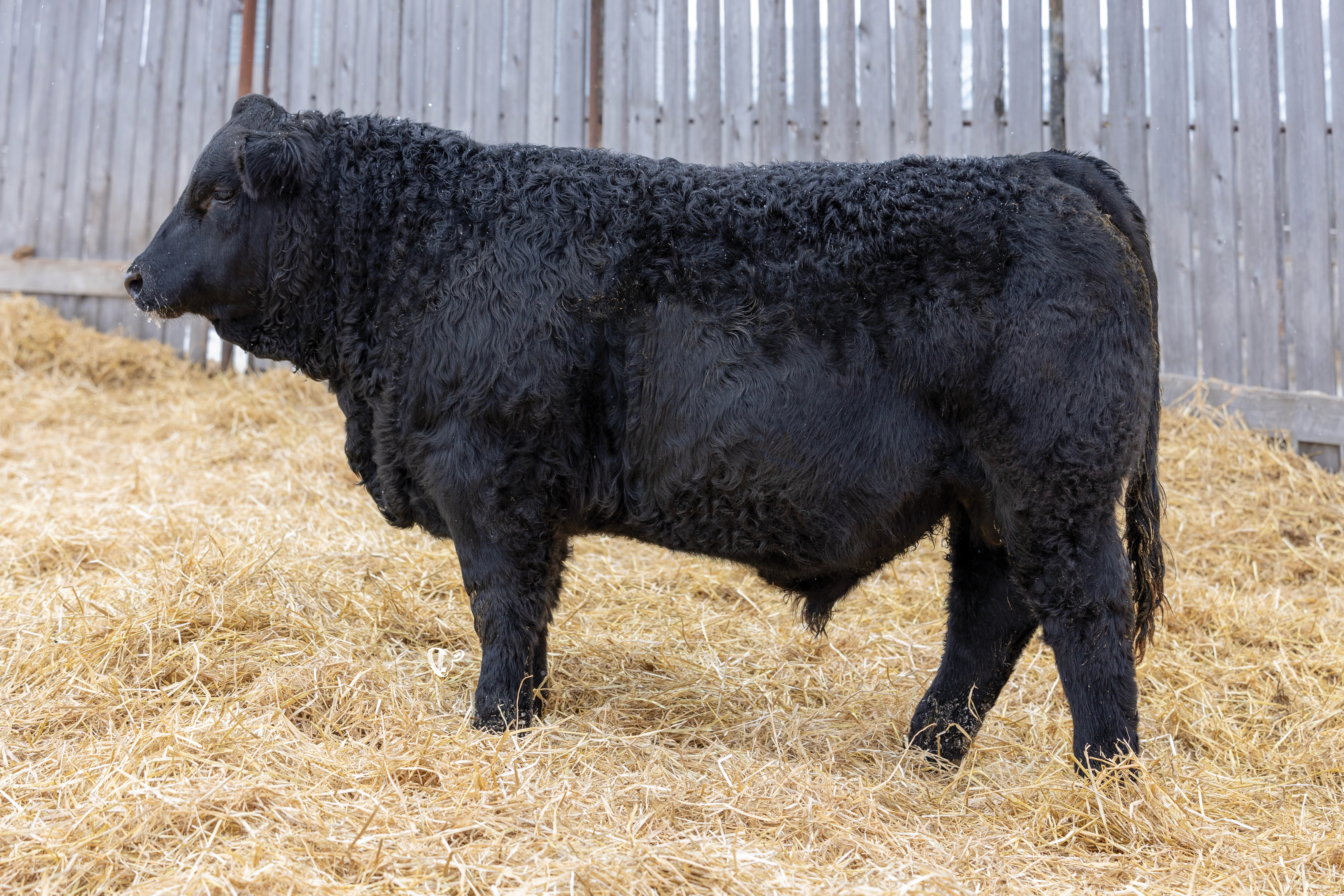 Yearling Bull